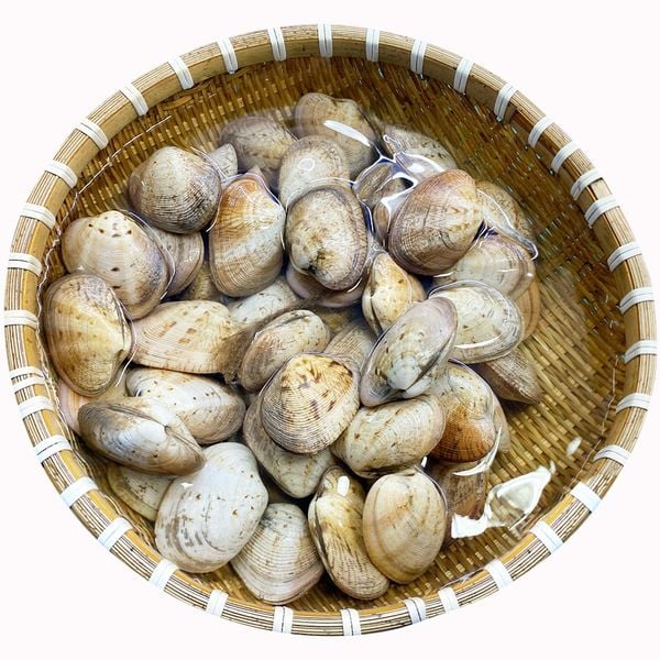 Nghêu/Sò